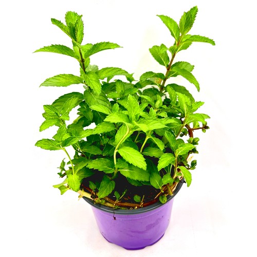 Mojito minze mentha - ,