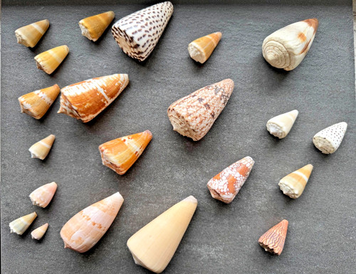 Conus kegelschnecken sammlung - conus,