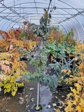 Parrotia persica , Eisenholzbaum 190-200cm, persischer Eisenbaum