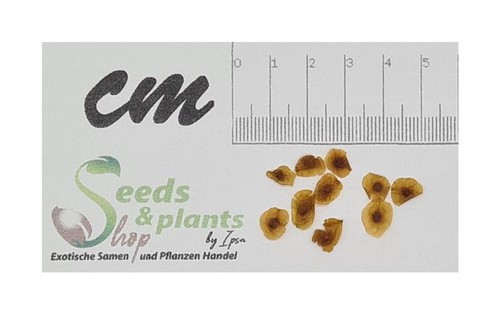 10x gladiolus kamiesbergensis - 10x,