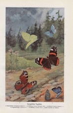 Tagfalter Admiral Bläuling Tagpfauenauge Farbdruck von 1915 Lepidoptera 
