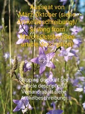 Rapunzel Glockenblume, Campanula rapunculus, rampion bellflower, 300 seeds,samen