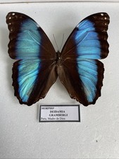 Entomologie*Morpho deidamia