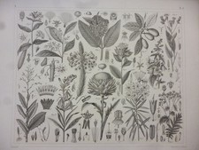 Orig. Stahlstich: Pflanzen -