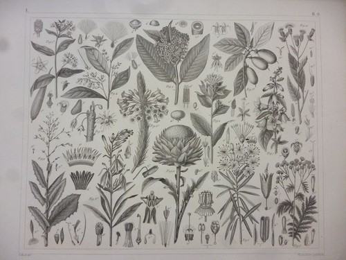 Orig stahlstich pflanzen - stahlstich:,