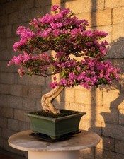 SY68TF Bougainvillea Bonsai