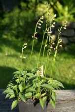 Hosta Funkie " Otome No Ka " 