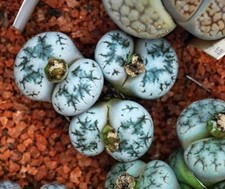 873mg lithops amethystina - lithops,