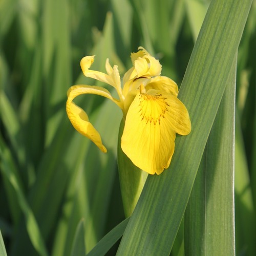 Wasserpflanzen wolff iris - wolff,