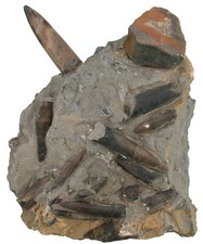 Lias  Belemnitenschlachtfeld mit Ichtyosaurier-Wirbel  Saurier Mistelgau  122-9