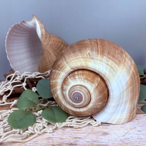 Tonna galea cepa groß - galea,