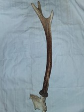 Hirschgeweih Abwurfstangen