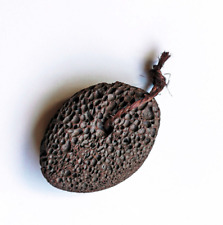 Schwarzer Bimsstein echter