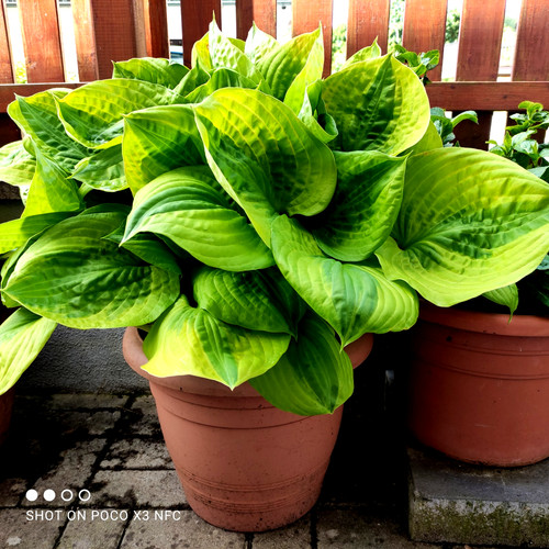 Funkien hosta größe - funkien,