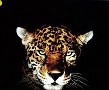 275043) Jaguar Xj 6 XJS Cabrio Coupe - UK - Prospekt 199?