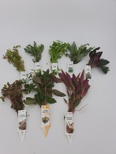Wasserpflanzen 5 Stk. teils rote verschiedene Bundpflanzen im Set + 2Mooskugeln