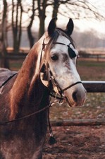 3 Araber Makramee-Trensen mit Gebißstange schwarz gebraucht