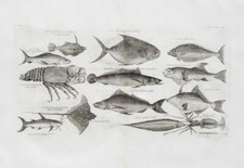 Languste crayfish stingray