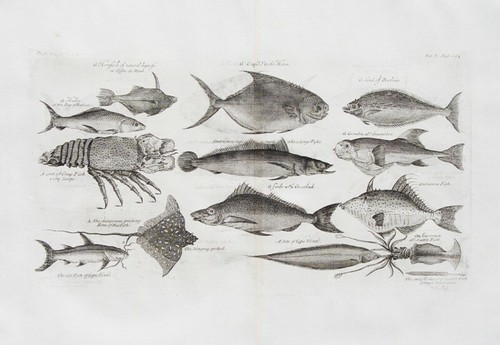 Languste crayfish stingray