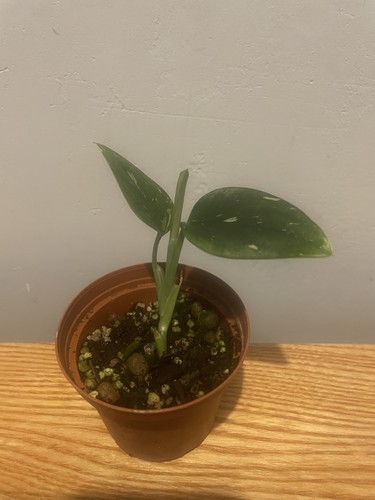 Monstera standleyana aka