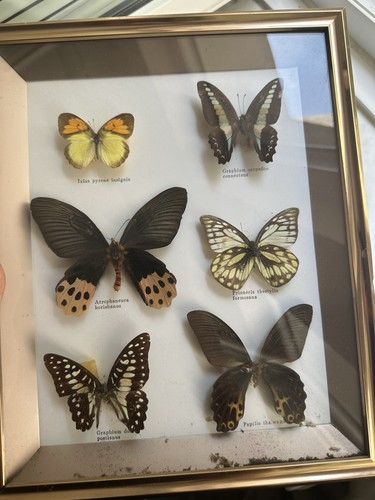 Schmetterling sammlung echte - schmetterling,