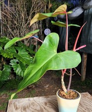 Philodendron erubescens red - philodendron,