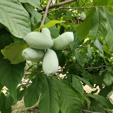 6 Samen Indianerbanane, Pawpaw aus eigenem Garten, winterhart, essbarer Exot