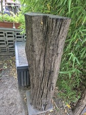 Mooreiche Stämme Stammholz Edelholz