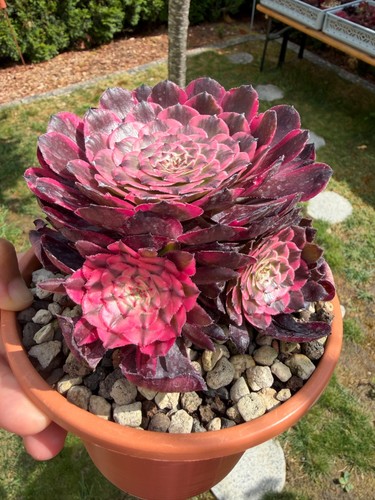 Aeonium yue variegated - ji,