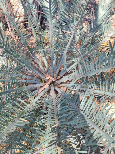 Cycas couttsiana germinated - couttsiana,, 2