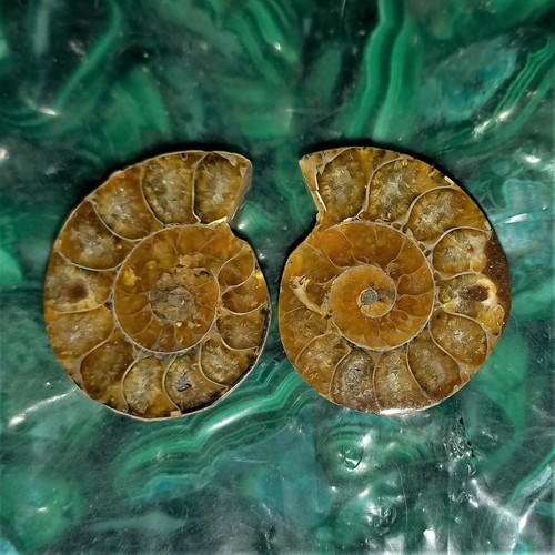 Mini phylloceras paar poliert - paar,