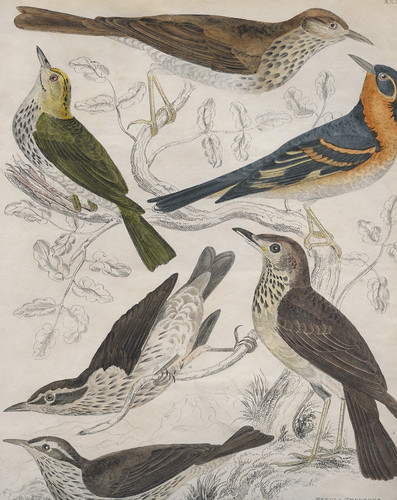 Vintage natur vogel - natur, dekor