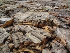 XL Korkrückwand (Rückwand