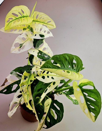 Sehr schöne große - , monstera
