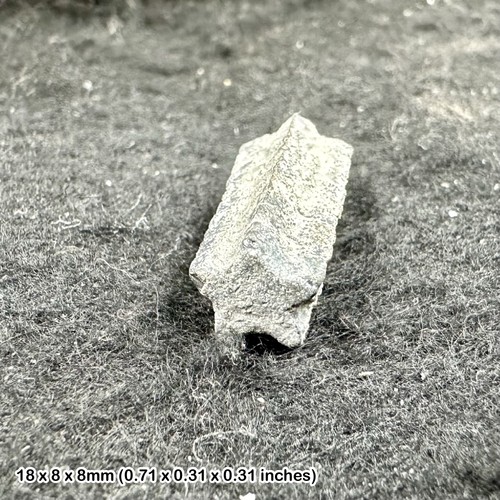 Crinoid star stem - stem,