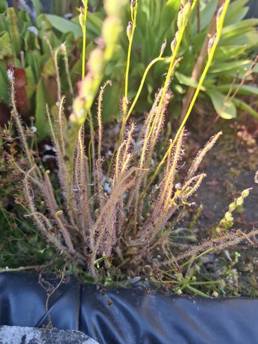 Drosera filiformis saatgut - drosera,