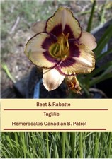 Hemerocallis Canadian B