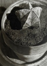 Heinrich Kühn - Original