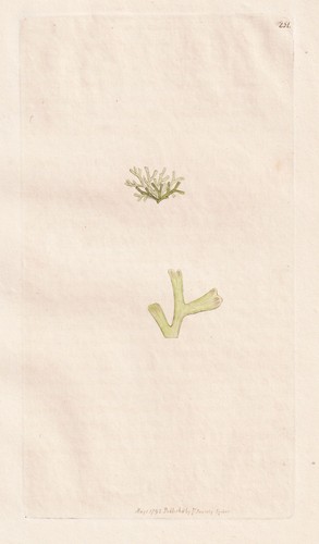 Riccia fluitans moose mosses - riccia,
