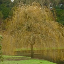 Salix alba subsp. tristis -