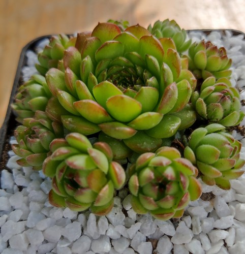 Sempervivum plastic 2x - sempervivum,