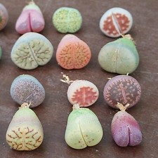 Baby Lithops Pflanzen, Lithops Mischung, Seltene Lithops, Mesembs, Lithops Mix