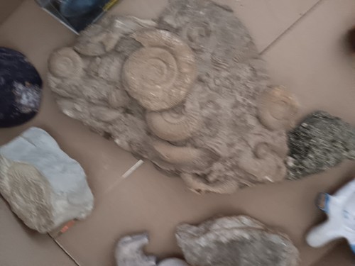Fosilien dactylioceras aus - dactylioceras,