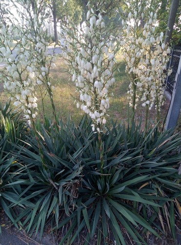 Yucca filamentosa 25cm - yucca, ca.