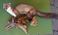Steinmarder, Marder, Präparat, Tierpräparat