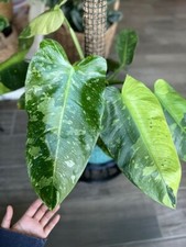 80001463 Philodendron Jose