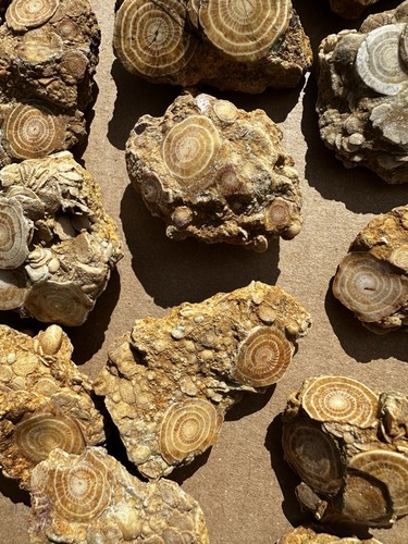 Nummulitenfossilien poliert - 37,