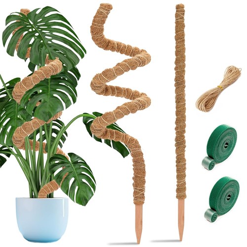Monstera rankhilfe - monstera,