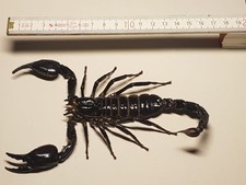 Heterometrus Cyaneus Weibchen