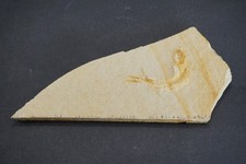 Fischfossil Jura Malm